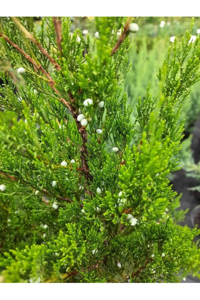 Ялівець віргінський Канаерті молоді зелені шишки